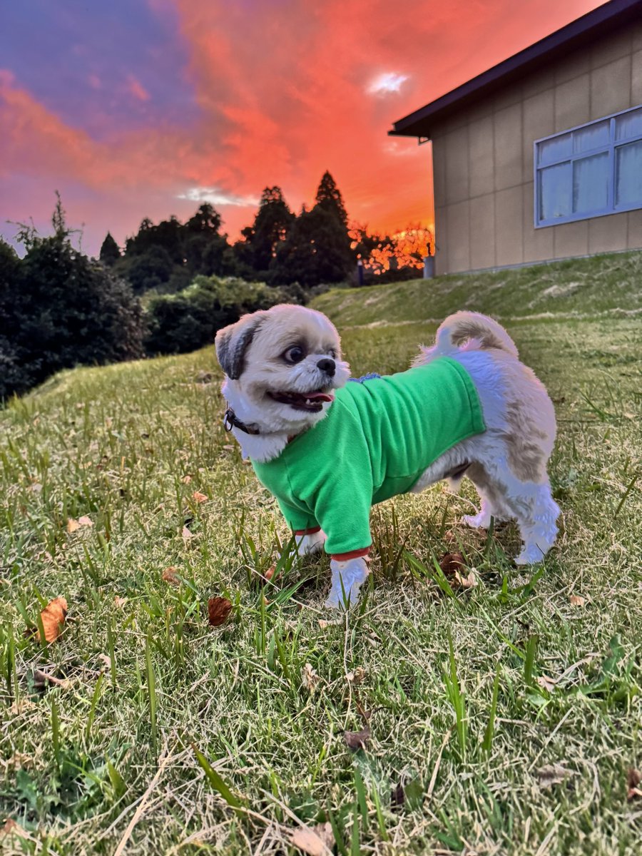 k_sn0104's tweet photo. 最近のうちのかわいいコ🐶🩷 https://t.co/xwd6eubenC