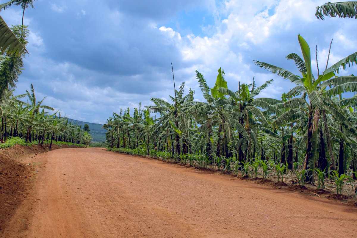 NgomaDistrict's tweet photo. Mukantaganzwa Vestine ni umubyeyi utuye mu Kagari ka Nyinya, Umurenge wa Rukira, ni umwe mu baturage bagaragaza ko guhinga urutoki kijyambere bishobora guhindura ubuzima bw’umuntu. Avuga ko ubuhinzi bw’urutoki bwamukuye mu bukene, bukamufasha kwiteza imbere no gutunga umuryango. https://t.co/Gl8gN1TFVH