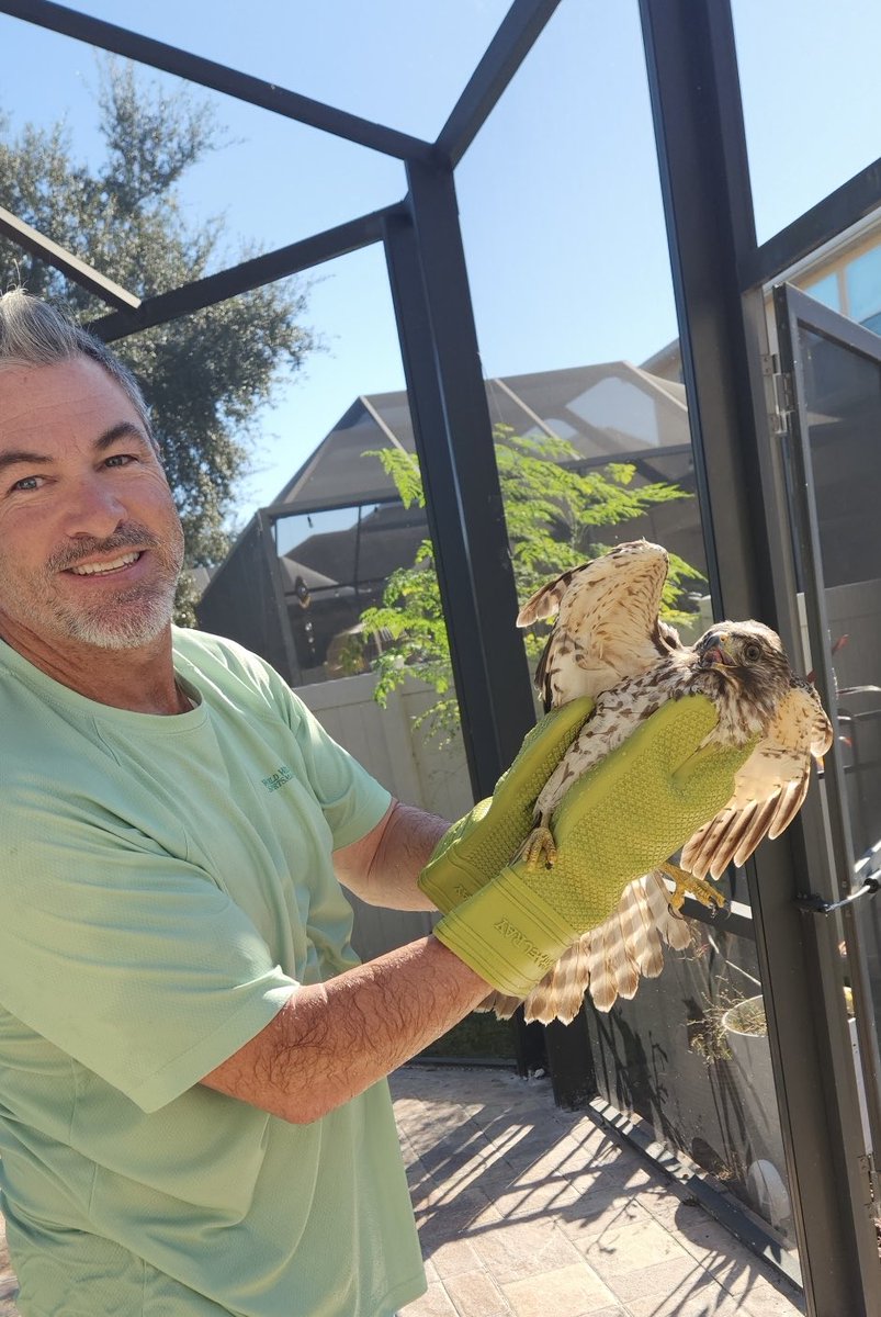 FL_FootBALLIN's tweet photo. Dawn raid: let dogs out, hawk flies IN. Locked eyes, he trusted me to help him. Carried him out—launched like a missile. Sunrise fist-bump with a raptor. 🦅 #HawkLife https://t.co/NrG10SJQ7m
