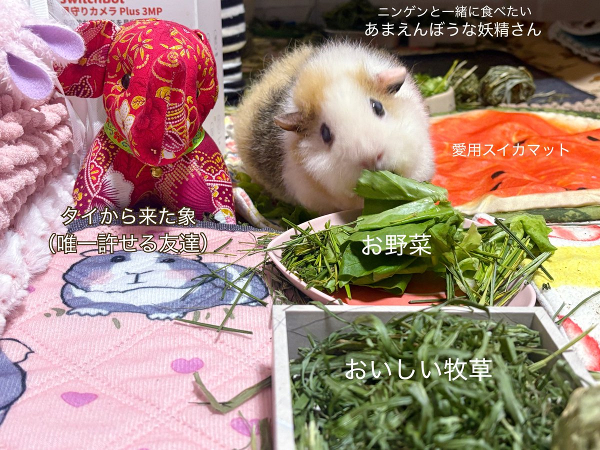 ちゃちゃページ ちゃちゃ (@moecha0415) / Posts / X