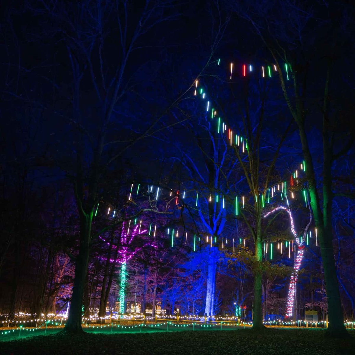 lumileds's tweet image. Holiday lights are back at @CincinnatiZoo 🦓🎄

5 million #LEDs transform Fairyland, Swan Lake, and every corner of the zoo into a colorful ‘Wild Wonderland.’

Explore the transformational LED experience: bit.ly/4nuXrDK