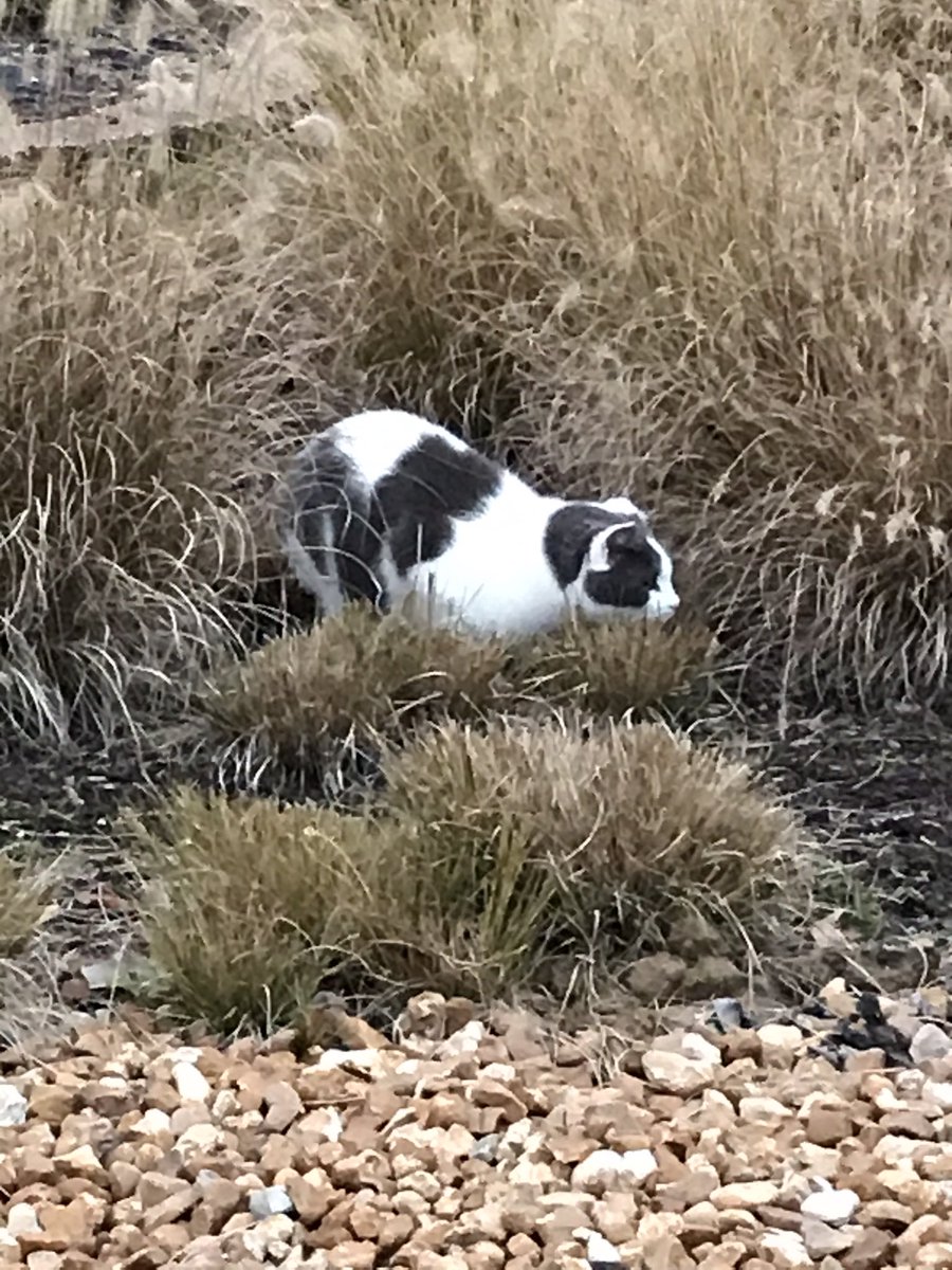 Mello Fellow tweet media