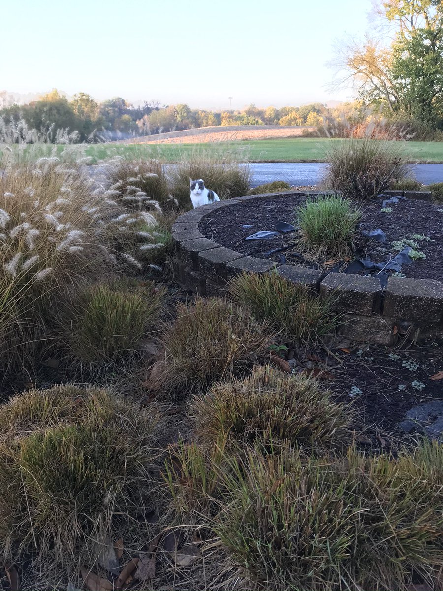 Mello Fellow tweet media