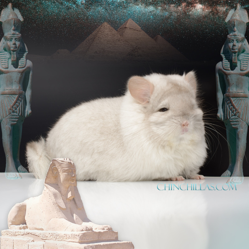 Chinchillascom's tweet photo. Celebrating our 25th Anniversary!
Coming this Winter - A Gift of Parallels 
The inspiration behind Chinchillas com and the hobbyist chinchilla industry

pictured, Pink White (violet carrier) G2 Royal Persian Angora female chinchilla w/ lion mane