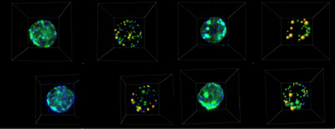 Pitt Department of Immunology tweet media