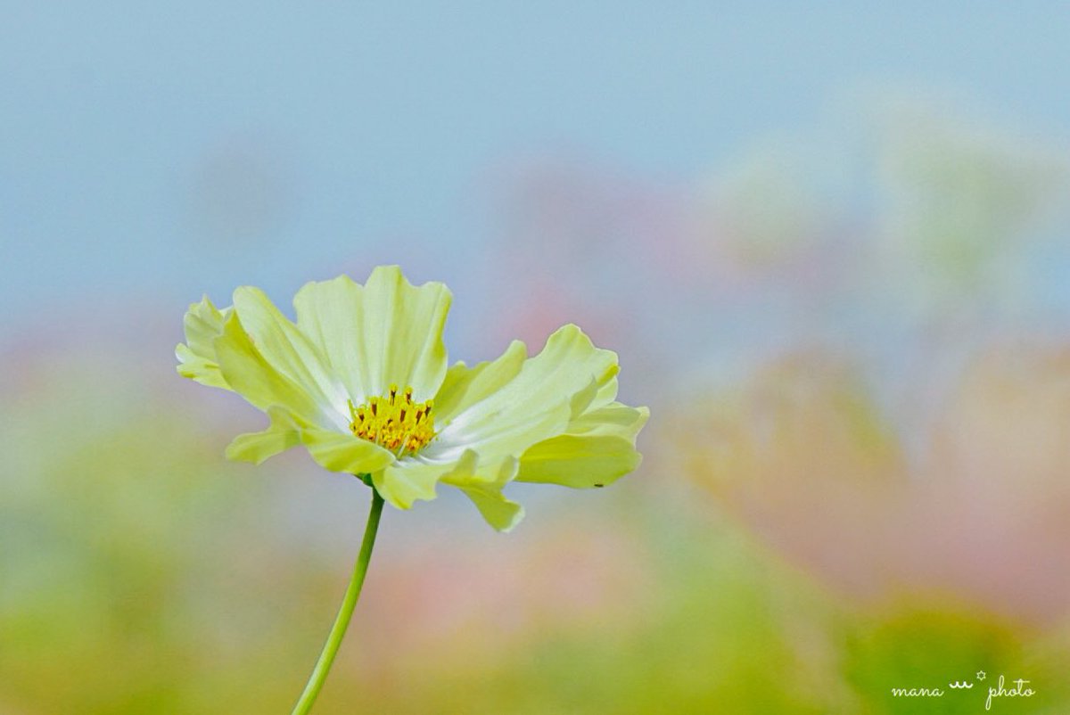 ♡ページ 楽天市場】ラブトキシック(Lovetoxic)【WEB・一部店舗限定】【LTXC