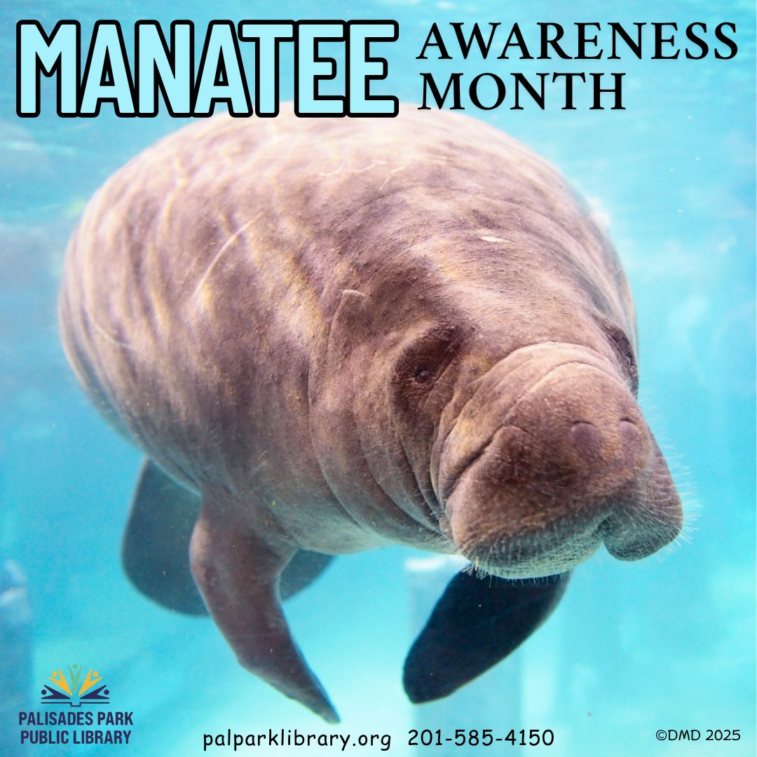 palparklibrary's tweet image. November is Manatee Awareness Month
Did you know #manatees' closest living relatives are elephants? They share traits like a trunk, thick skin, and constantly replaced teeth. 
#manateeawarenessmonth #manatee #palisadesparkpubliclibary #palisadesparknj #palisadesparknewjersey