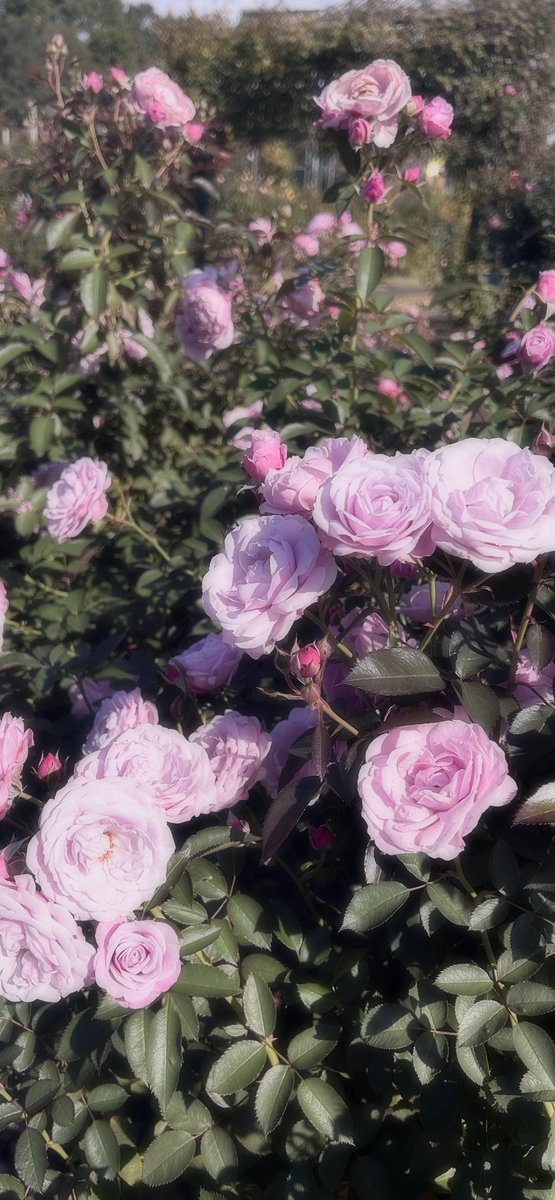 𝚈𝚞𝚔𝚒𝚜𝚑𝚒𝚛𝚘 tweet media