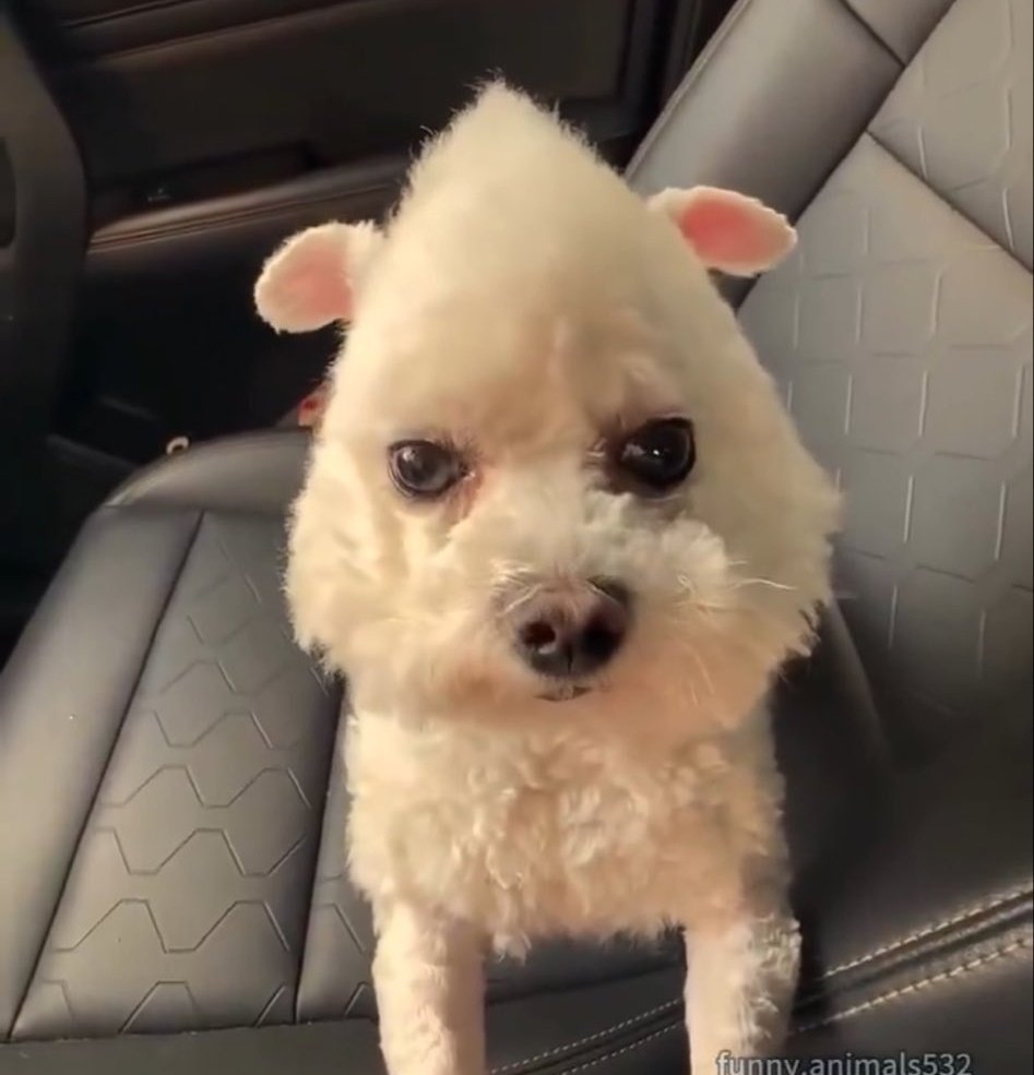 these accounts were so quick to report about david corenswet allegedly being in the pro-palestine petition but not milly alcock months ago when she herself reposted the post in her story