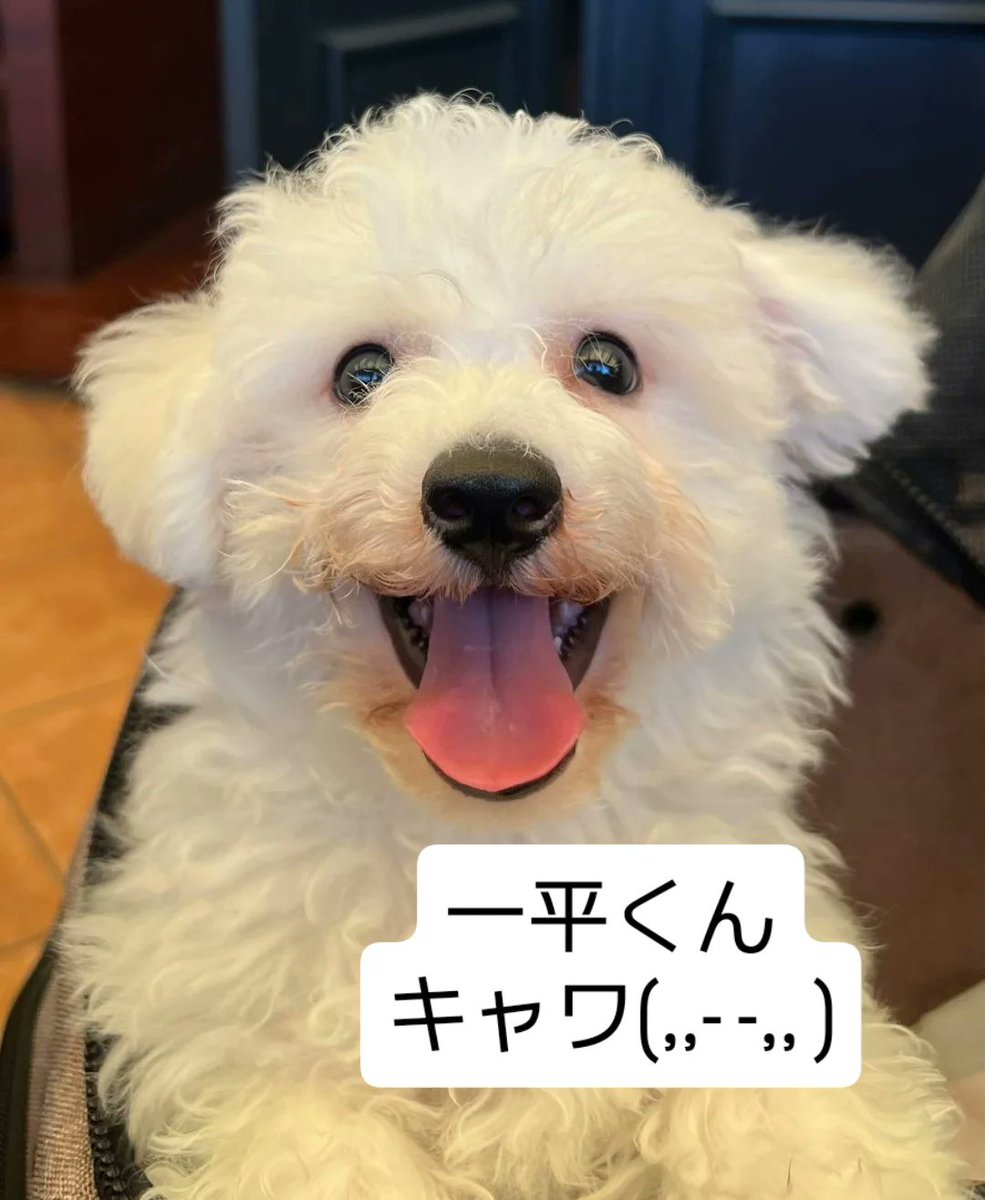 担当させてもらった 可愛い ビションの一平たん❤お店にいた時から とってもきゃわいいの❤