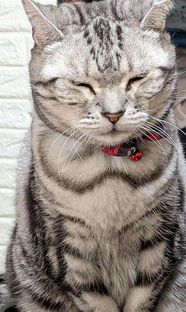 chachako56's tweet photo. 証明写真に失敗した顔みたい🐱(笑) https://t.co/K3QalitKzN