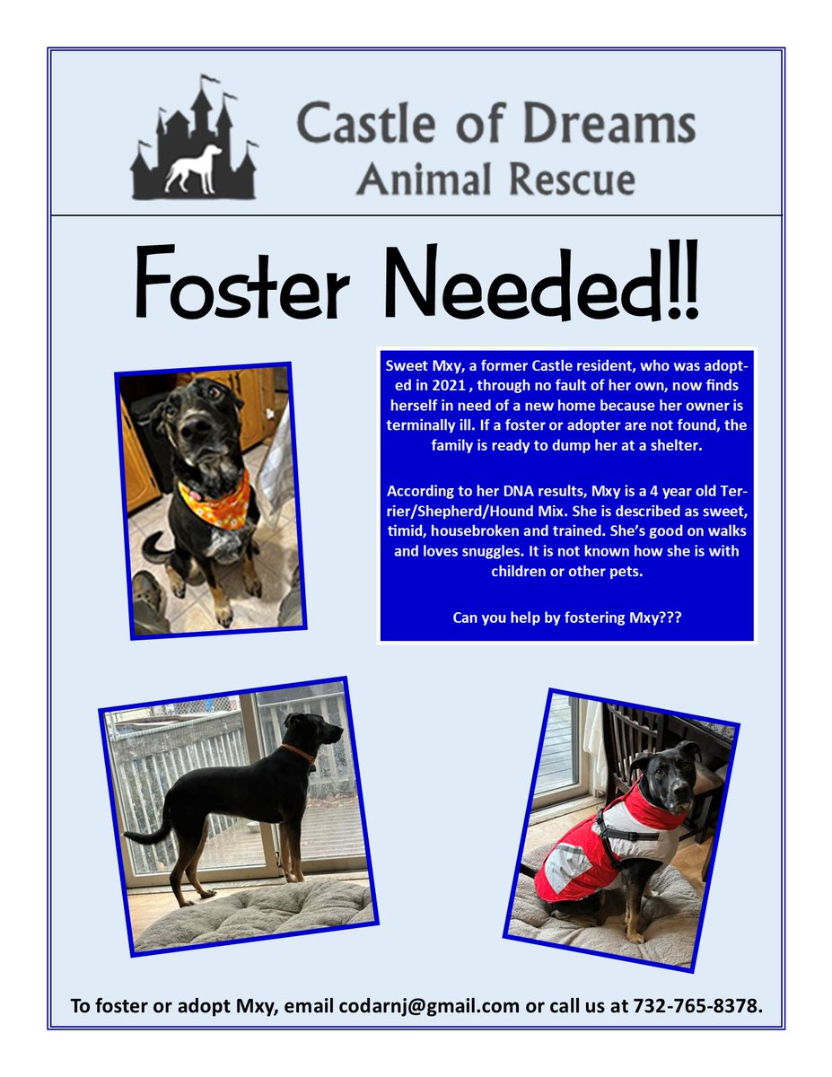 codarnj's tweet image. Former Castle alumni Mxy is in need of a foster! Can you help??