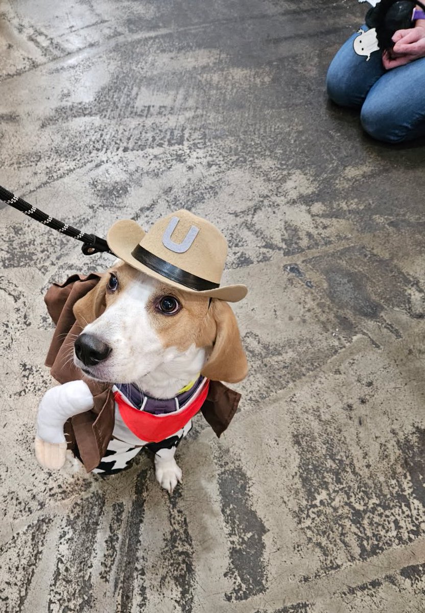 BeaglePasha's tweet photo. My firstest Halloween 🙈🥰 Aroooo!Loved walking around Rice Village making fans ☺️ and paying a visit to @3DogBakeryHTX for my treats,it’s always a special day when you go to the bakery #handsomecowboy #lemonhead #Irockedthehat #HappyHalloween 🎃 #trickortreat https://t.co/CdYuQUfLOu