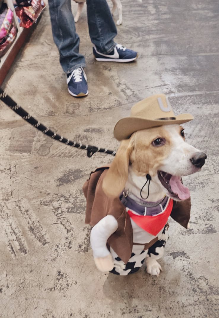 BeaglePasha's tweet photo. My firstest Halloween 🙈🥰 Aroooo!Loved walking around Rice Village making fans ☺️ and paying a visit to @3DogBakeryHTX for my treats,it’s always a special day when you go to the bakery #handsomecowboy #lemonhead #Irockedthehat #HappyHalloween 🎃 #trickortreat https://t.co/CdYuQUfLOu