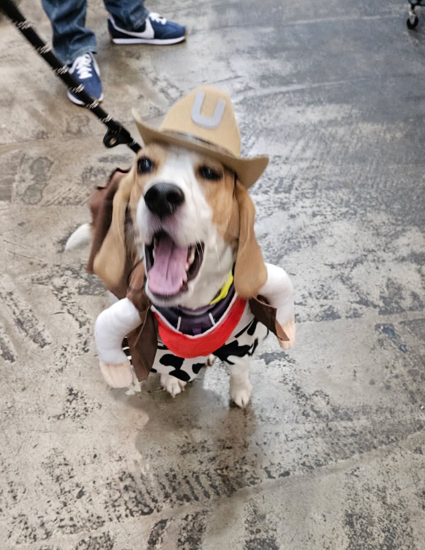 BeaglePasha's tweet photo. My firstest Halloween 🙈🥰 Aroooo!Loved walking around Rice Village making fans ☺️ and paying a visit to @3DogBakeryHTX for my treats,it’s always a special day when you go to the bakery #handsomecowboy #lemonhead #Irockedthehat #HappyHalloween 🎃 #trickortreat https://t.co/CdYuQUfLOu