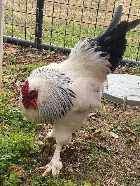 HSCCMaryland's tweet image. 🐔 Got coop space? We’ve got roosters!
Two roosters are looking for a new home to call their own. 💛
If you’ve got a safe spot to roam, they’d love to join your flock!

📍 Westminster | 🌐 hscarroll.org/adoption
#HSCC #AdoptLocal #RescueChickens #FarmFriends