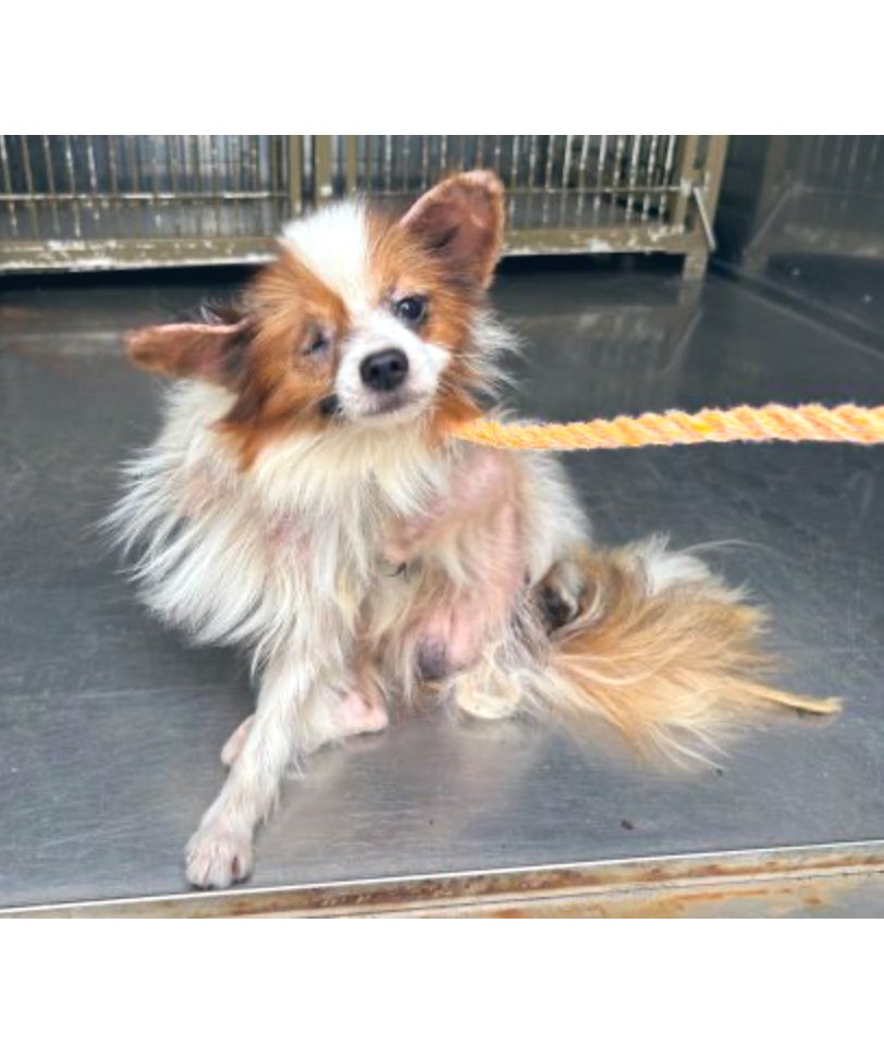 fukushiyamesagi's tweet photo. 🆘緊急🆘#収容犬
🆘掲載期限11/6(木)
10/27(月)#千葉県 #香取郡 #東庄町 #東今泉
迷彩柄首輪
#白茶♂#パピヨン
📲千葉県動物愛護センター🙇🏻‍♂️
#迷い犬 #迷子犬 #保護犬 #小型犬 #犬 #イヌ #いぬ #茶白 #犬との生活 #神栖市 #茨城県 #銚子市 #香取市 #旭市 #下総豊里 #下総橘 #笹川駅 #フレッシュマルトモ

🚨白茶(茶白/ホワイト&レッド)のパピヨンが、迷彩柄(ウッドランド系)の首輪を着けて収容されています‼
🚨️飼い主様、関係者様は大至急お迎えをお願いいたします🙏 
🚨収容犬にお心当たりのある方は大至急センター迄ご連絡をお願いいたします📲🙇🏻‍♂️

◎公示には「パピヨン、白茶*、オス、小型、成犬**　首輪有(緑迷彩柄)***、リード無、鑑札無、マイクロチップ無」と記載され「首輪の写真」として画像へのリンクが貼られています🐶

＊毛色・毛柄の認識は個人の感覚等により微妙な場合がある為、収容中の犬が公示記載の「白茶」としてではなく、茶白、ホワイト&レッド、レッド&ホワイト等として捜索されている可能性もあります。

＊＊推定年齢1歳位から「成犬」と判断されると思われます。

＊＊＊緑・砂色・茶・黒の4色から構成されたウッドランド系迷彩のようです。

◎迷子動物は市区町村境・都県境等を越境して収容される場合もあります❗️

⚠️公示には、傷病等の有無・状態、収容状況等についての記載はありません❗️詳細はセンター迄お問い合わせください📲🙇🏻‍♂️

◎公示に記載がなく、掲載画像からも分からない収容動物の特徴等についてはセンター迄お問い合わせください📲🙏

◎収容された動物は、傷病の状態により、また長毛種の場合や興奮等の条件・状況により、性別の確認が困難な場合が考えられます。また収容された動物は、長期の放浪等の影響により、顔や体の印象が変わっている可能性があります。公示に掲載画像がある場合でも、光の加減や撮影・再生機材の特性、被毛・皮膚の濡れ・汚れ等により動物の目や体の色、或いは経年変化等により首輪等の色が、本来の色とは違って見える場合があります。公示に記載の内容が、飼い主様・関係者様が探されている動物の性別(※『さくらねこ』では、耳のカットはメスは左、オスは右が一般的ですが、全ての『さくらねこ』にこの例が当てはまるとは限りません。)や、毛色(柄)、首輪の色、或いは画像からの印象が違っていても、念の為センターでのご確認をお願いいたします🙏

お問い合わせ
所属課室：健康福祉部動物愛護センタ−保護指導課
電話番号：0476-93-5711
ファックス番号：0476-93-5326
✉️https://t.co/3dRK12YuDg

収容犬情報  千葉県動物愛護センター(本所)
⏩https://t.co/Nalitv8jxO

【管理番号】kt251027-01