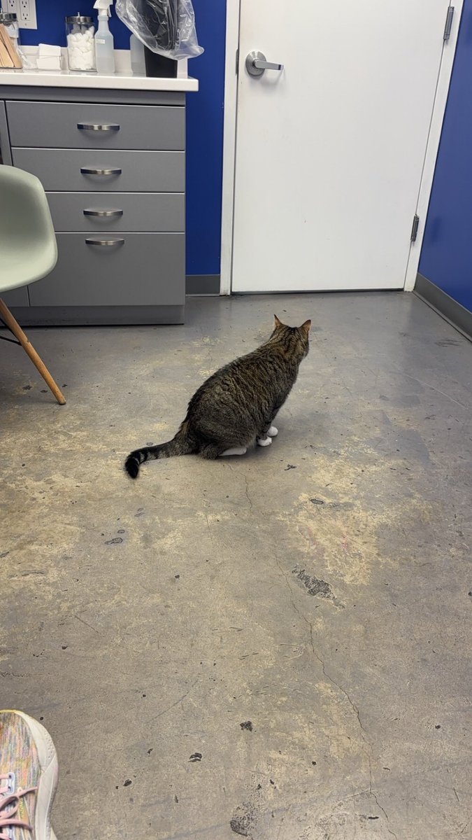 raspberrycat_'s tweet image. UTI ??? umm no i thinke he said “cutie pie” … tha t why i take special medicime goop 2 (two) times a day fore seven (7) days. … cutie pie medicimes …