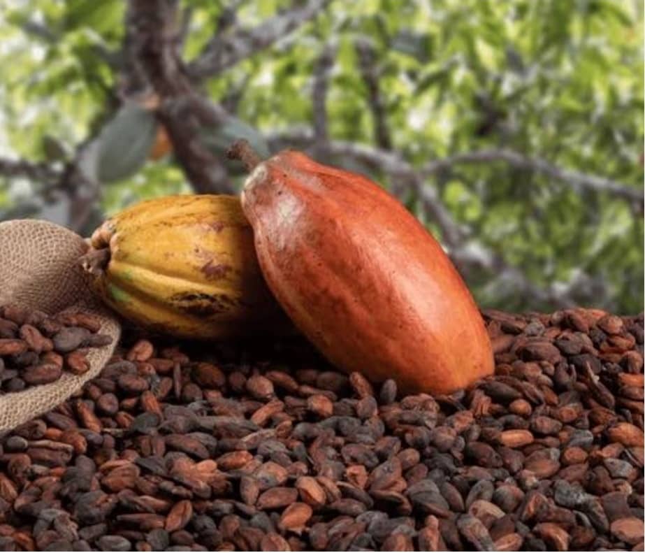 #RDC : le prix d’un kilogramme de cacao, produit d’exportation de la République démocratique du Congo, a connu une hausse de 3,02 % à l’international, se fixant à 5,89 USD au 3 novembre 2025, contre 5,717 USD la semaine précédente, selon un communiqué du ministère du Commerce