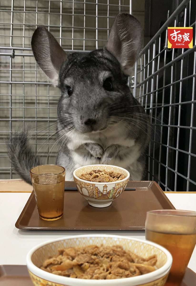 solu_chinchilla's tweet photo. チモシー牛丼お願いします🌿

#チンチラ
#いい推しの日 https://t.co/wShkTbkk1D