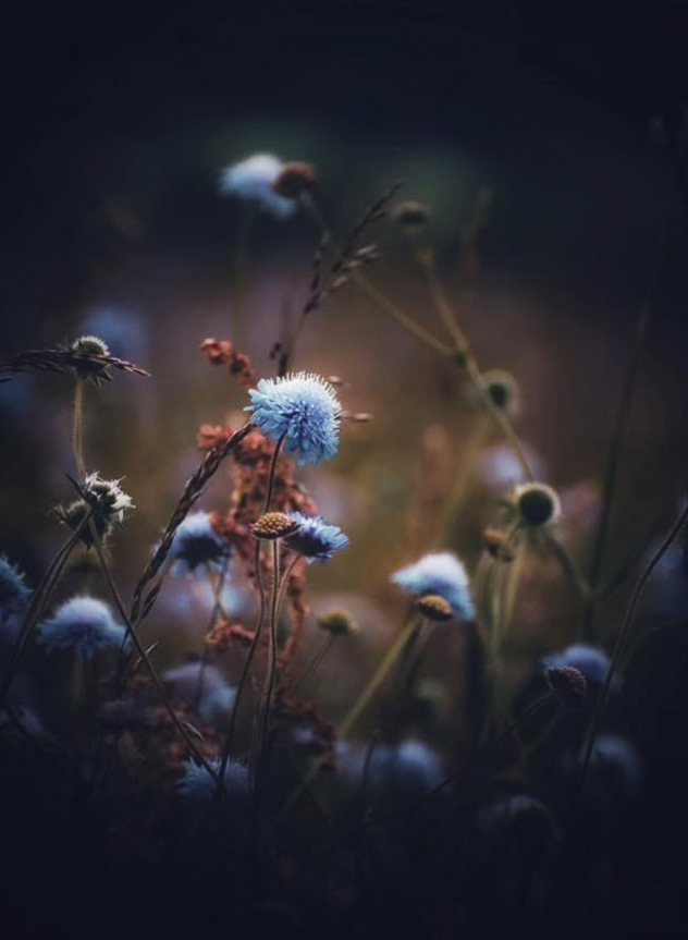 Die Welt ist eine wunderliche Einrichtung,
und die göttlichsten Wirkungen gehen
aus den niedrigsten und unscheinbarsten
Ursachen hervor.

- Heinrich von Kleist -