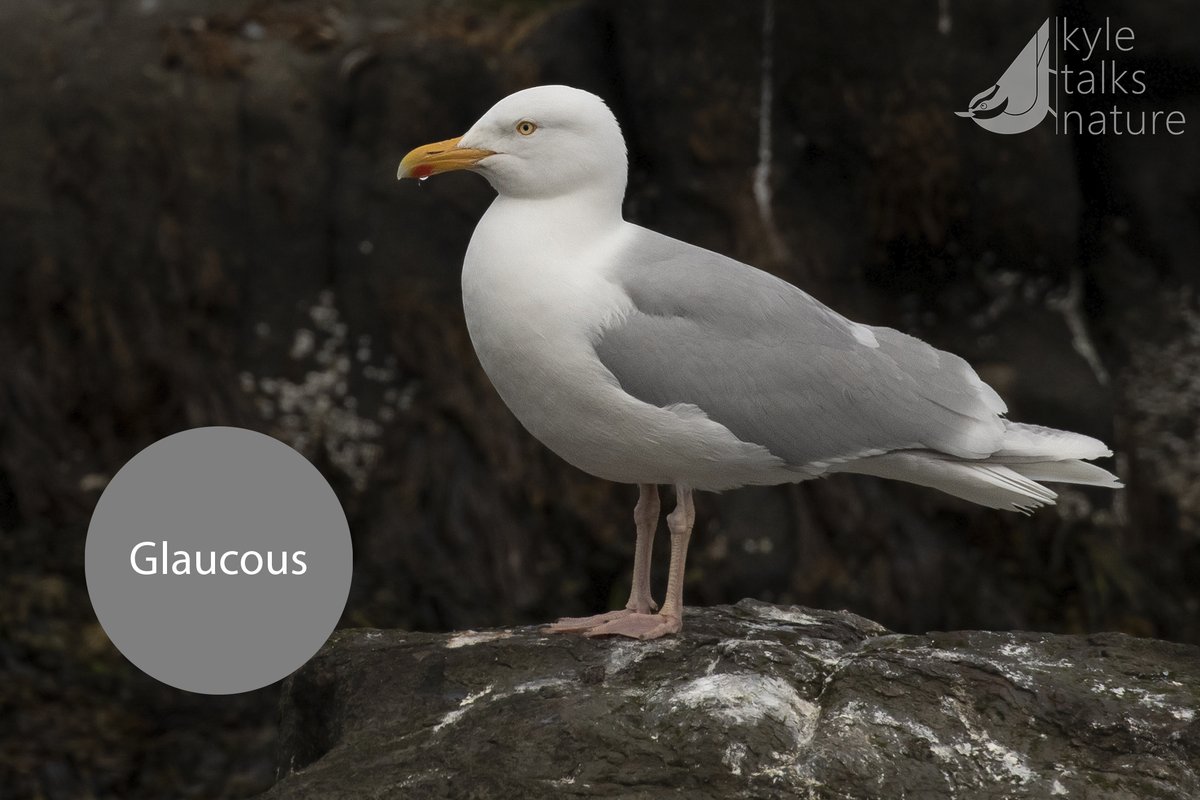 Kyle Horner tweet media