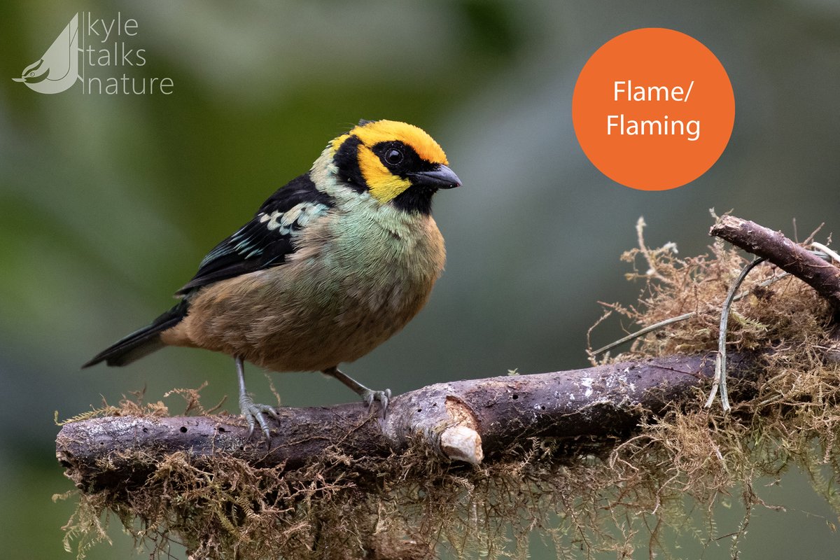 Kyle Horner tweet media