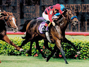 HORSERACING1002's tweet photo. SILIC 🇫🇷 1995
(SILLERY - BALLETOMANE BY SADLER'S WELLS) #Silic
B/ Gimoes de Almeida (Fra) May 6, 1995
O/ Poslosky, Schappa
T/ Julio Canani
DEAAUG 52,099 dls
15-8-2-0------1,422,299 dls
Breeder's Cup Mile G1, Shoemaker's Breeder's Cup Mile G1 (2),Oak Tree Breeder's Cup Mile G3, Prix de la Jonchure, Prix Pontarme
2nd Prix Djebel
Stood at Crestwood Farm, Pacific Coast Tbs, Sired Chaulk O Lattey, Tomasino, Gamun Babae, Gladiatorious, Wild in the Saddle
Died May 25, 2013