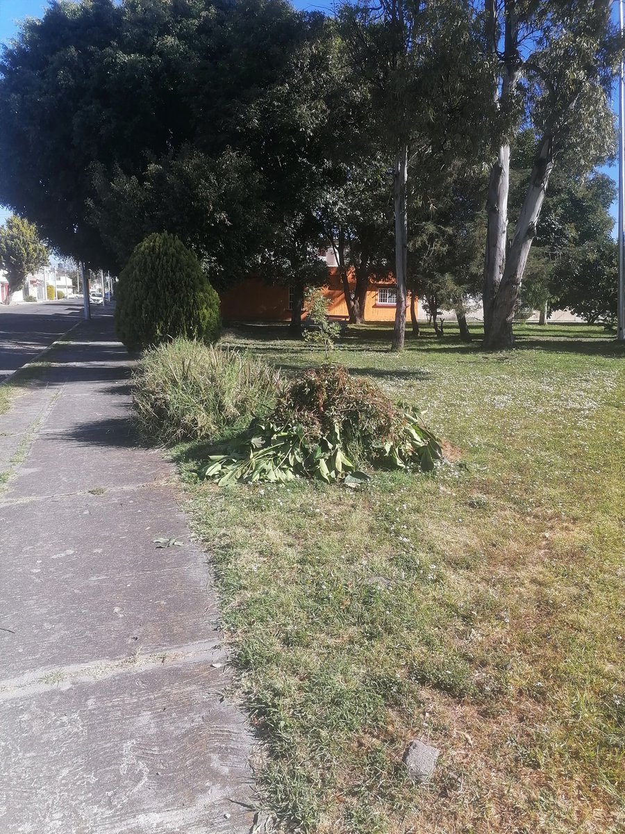 rgs1077's tweet photo. @ClementeGomezM Buenos días @ClementeGomezM quisiera reportar que llevan más de 20 días que vinieron a cortar las áreas verdes de san manuel y no han podido llevarse todo lo que cortaron @Servicios_Pub es en rio Usumacinta https://t.co/PGvl98DE8p