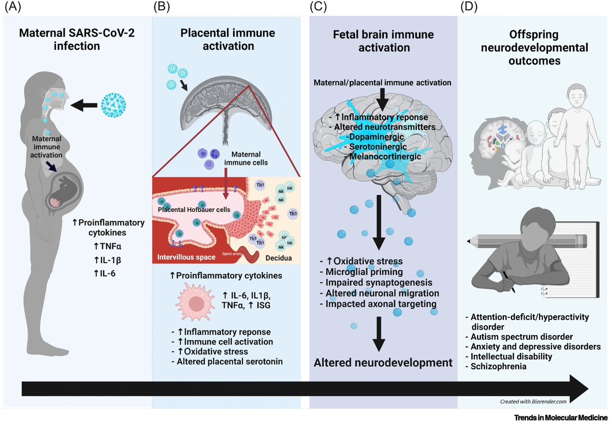 catmandont tweet media