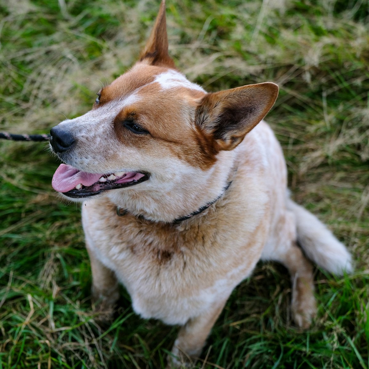 JayDevDixit354's tweet image. Meet my new Shetland sheepdog pup — 10 pounds of fluff and 100% chaos in a tiny tail-wagging package. Plot twist: I’m the one getting her trained... or trying to. 🐾 #PuppyLife #ShetlandSheepdog #FluffOverload
