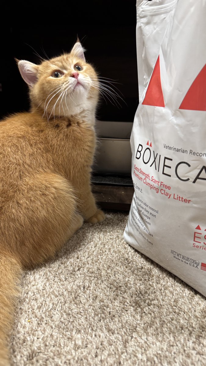 HelloBoxiecat's tweet image. Share your #BoxieSelfie with us for a chance to be featured!⁠

📷: @uliga.ugc