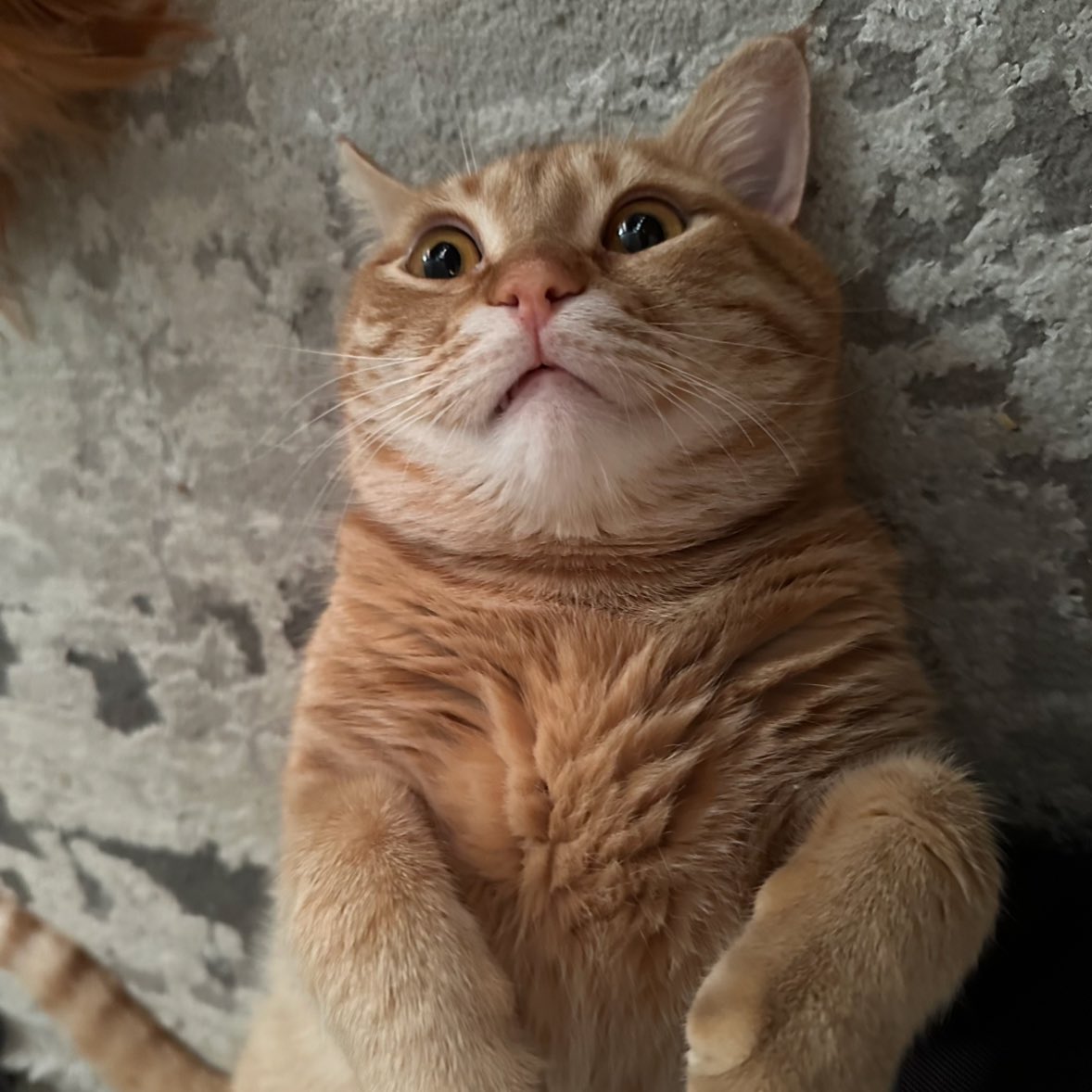 архівна свиня в шокові що збір на такмед ще не закритий 

send.monobank.ua/jar/8HMEkowqUt