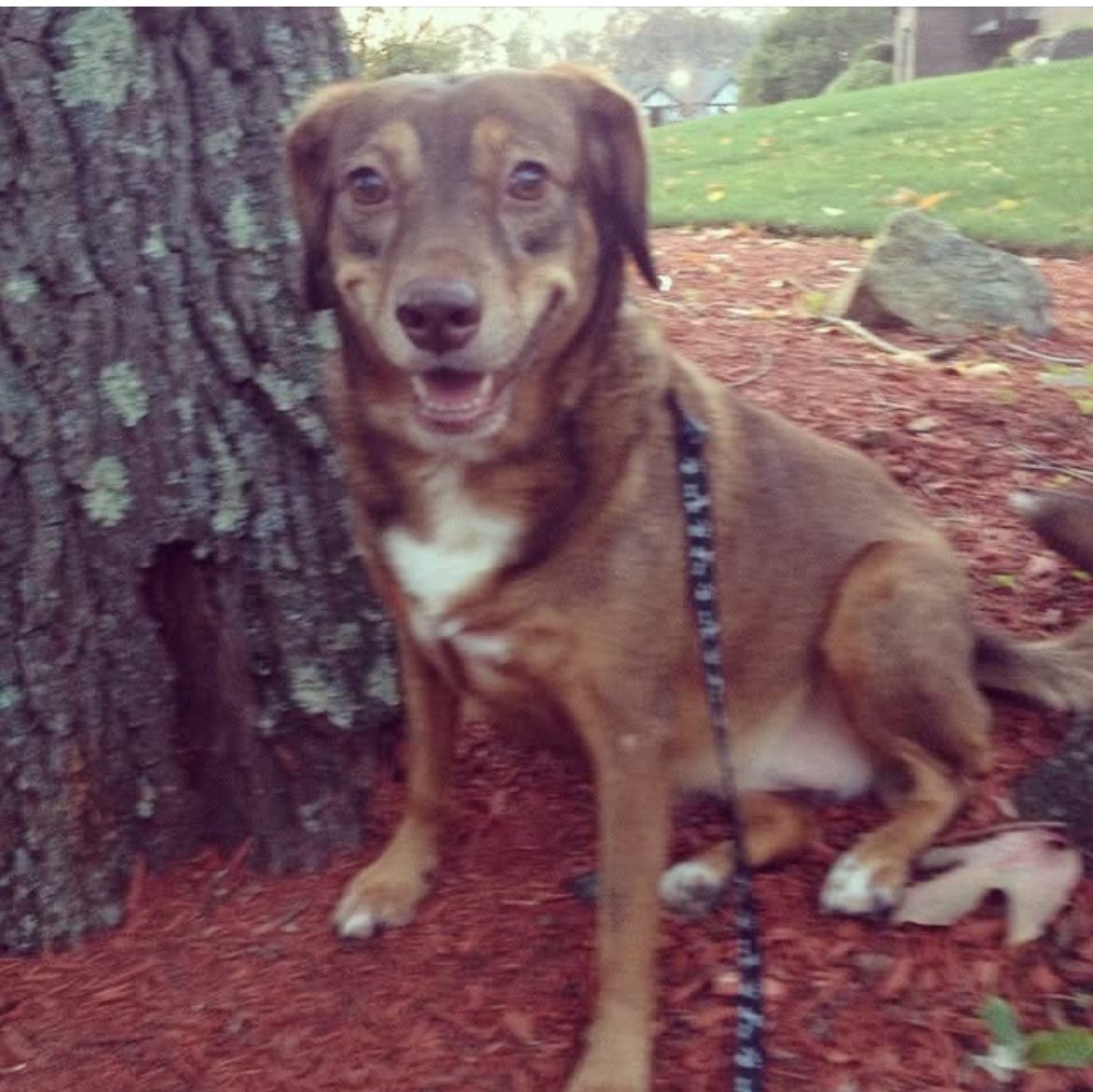 From the vaults! I took this pic 11 years ago, so she would be about 4 1/2 here. So young and so brown #dogsoftwitter #katethedog #rainbowbridge #imissyou
