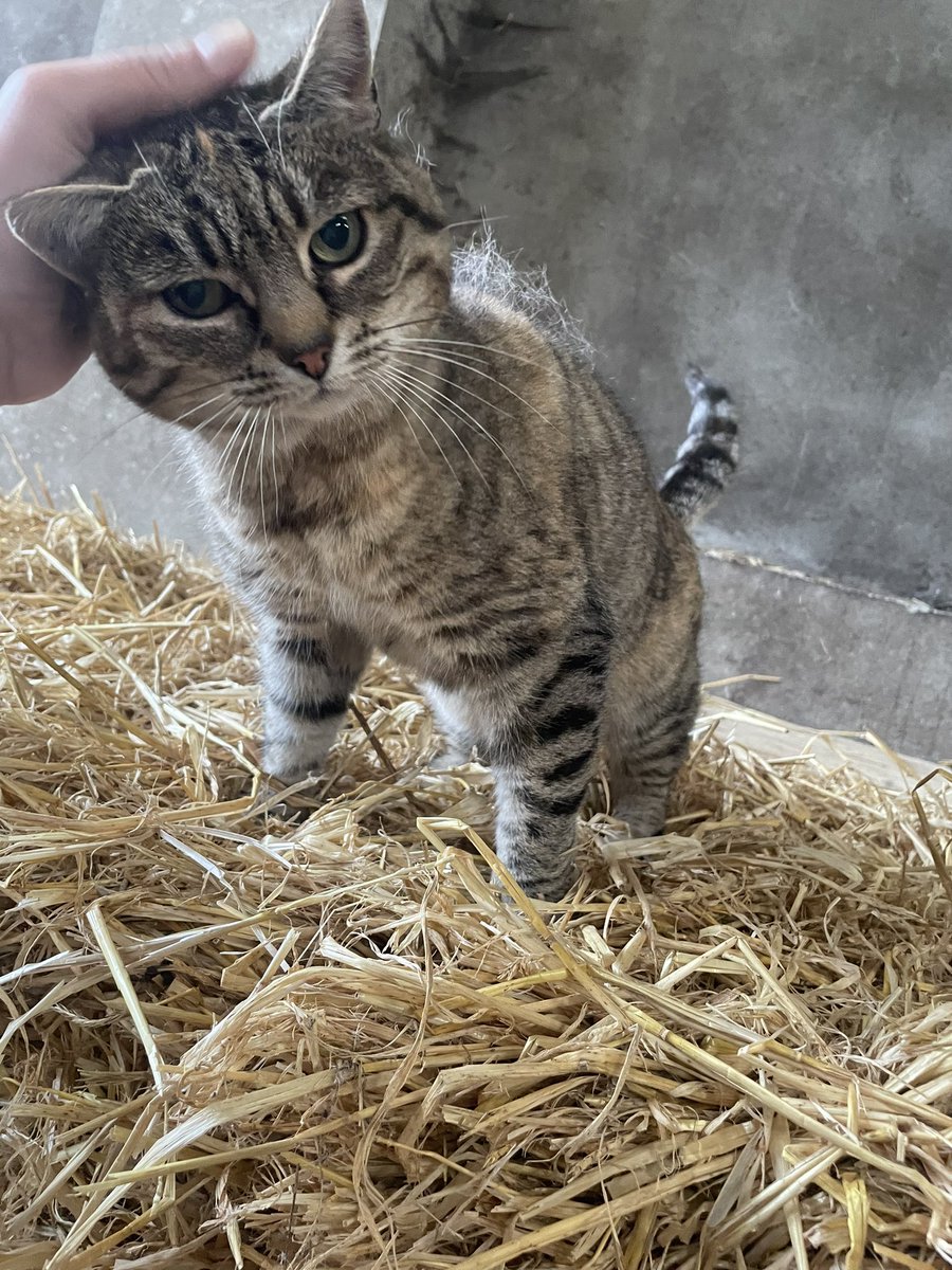Irish Barn Cat!!!