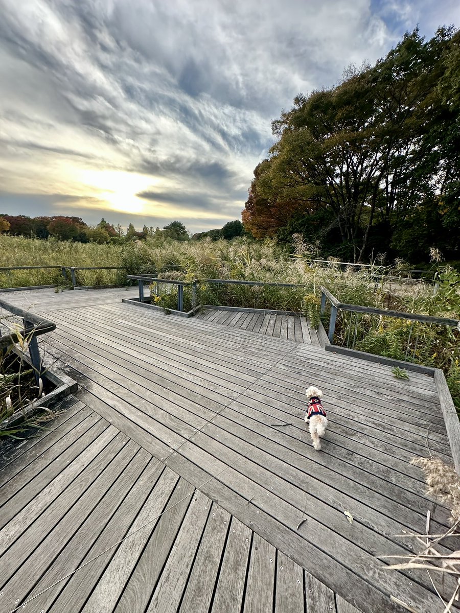 昨日も今日もたくさん歩いた🐶🐶