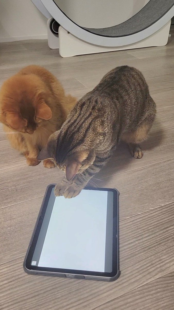 しぴこめᓚᘏᗢ (@chipie0826) / Posts / X