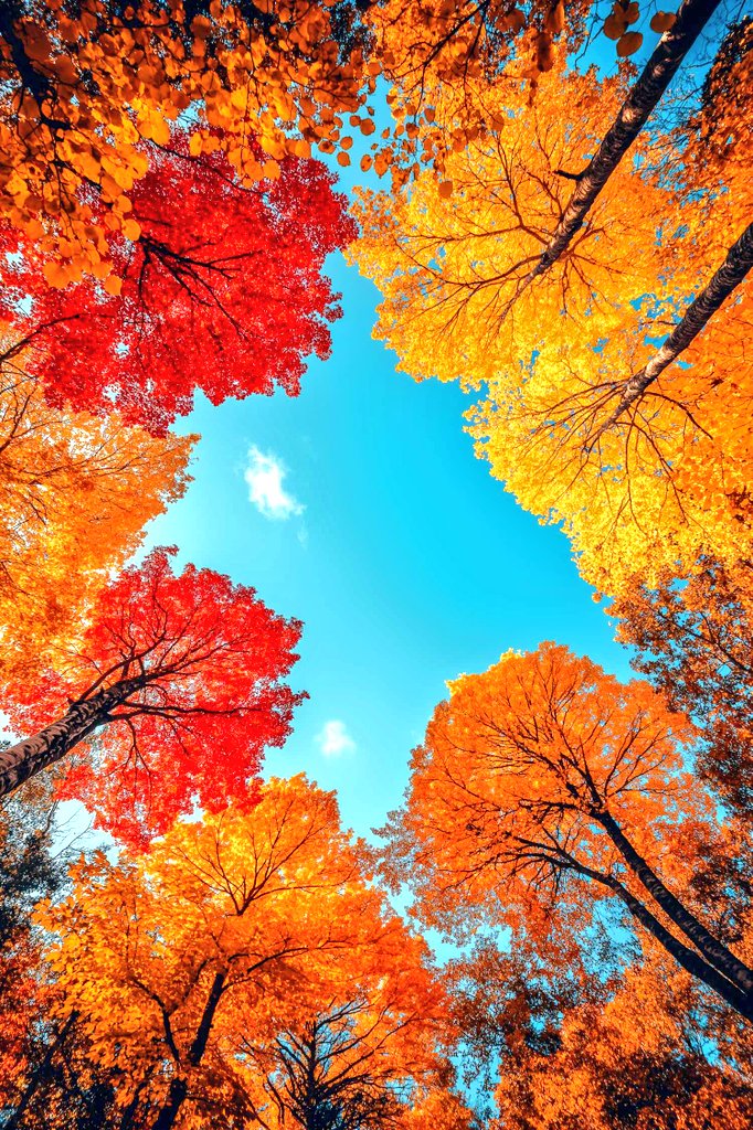 JasminaA58015's tweet image. 🧡❤️🤎Begin your day with a positive outlook and observe how beautifully it unfolds🤎❤️🧡
              ~Good Morning~🌞☕️