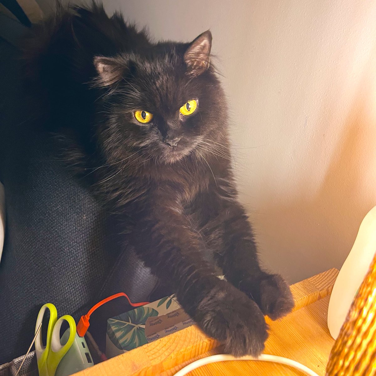MaximilianTyson's tweet photo. This is my sits, hoomum laffin at me!
#MaximilianTyson #AussieCatsOfTwitter #AdoptDontShop #CatsOfTwitter https://t.co/JHctlXZfos
