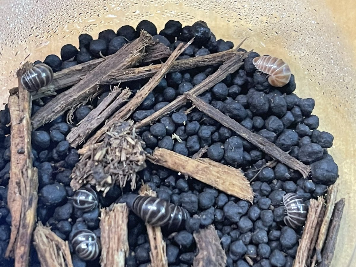 色変？
タマヤスデ
種類は分からない。