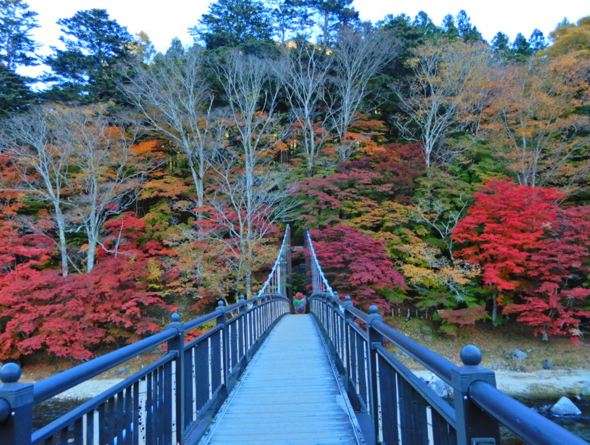 塩原温泉街の紅葉名所、塩原もの語り館裏手の紅の吊橋周辺の紅葉も見頃になってきました。今日日中の様子。沢山の人が訪れています。