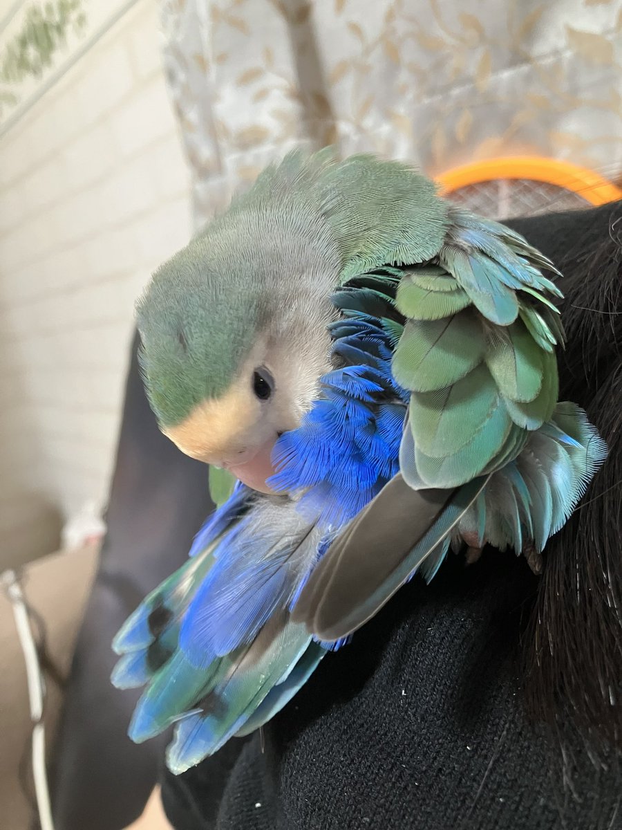 コザクラインコ　リクエストページ コザクラインコ