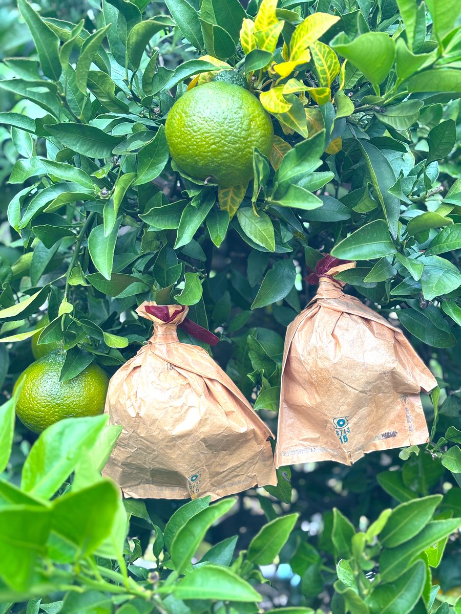 orangemamablog's tweet photo. こんばんは✨

不知火🍊袋🛍️かけシーズン

忙しくてクタクタだけど真冬が来る前に防寒してあげなきゃ😅

今日も頑張りました〜😅

#不知火
#袋かけ https://t.co/OZcnRJVcQK