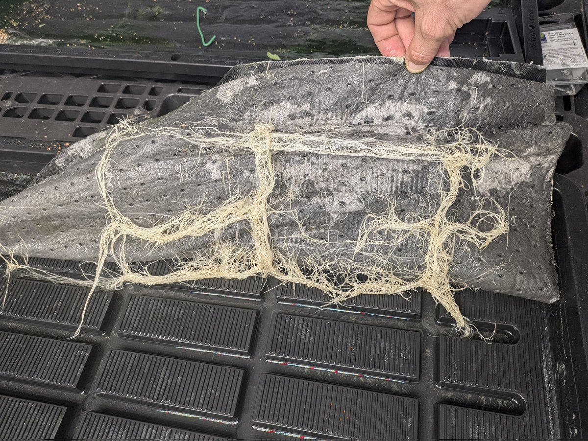 GScott67284's tweet photo. Roots from one of the Dante's Inferno made their way through the copper root block and was starting to fill the tray. Hey at least they look healthy. @Tikimadman1 @autopotusa #RootPorn #CannabisCommunity https://t.co/0fOnQBIGLf