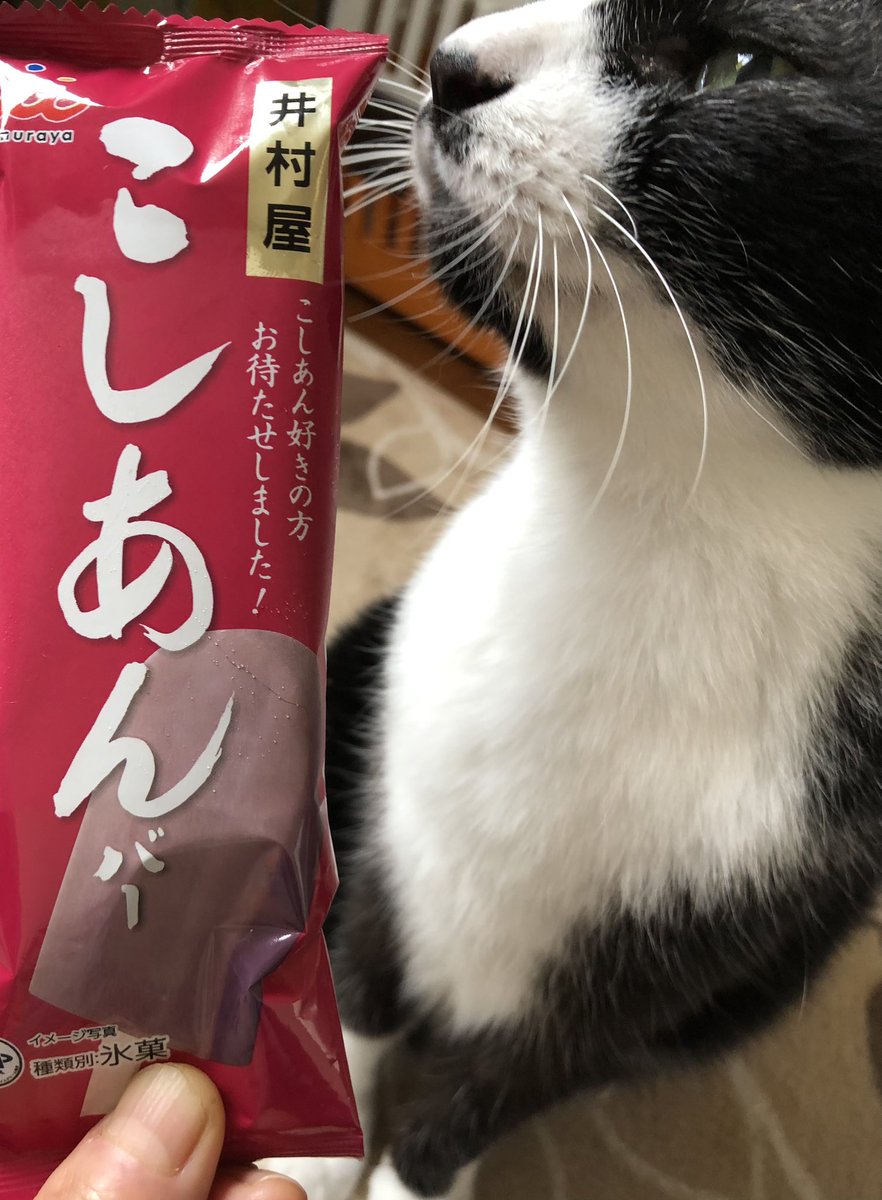 キラキラ⭐️　　あんぱん＆猫 ねこずきん(黒猫)【HAPPY OBAKE NIGHT】 | CHEER-FUL*