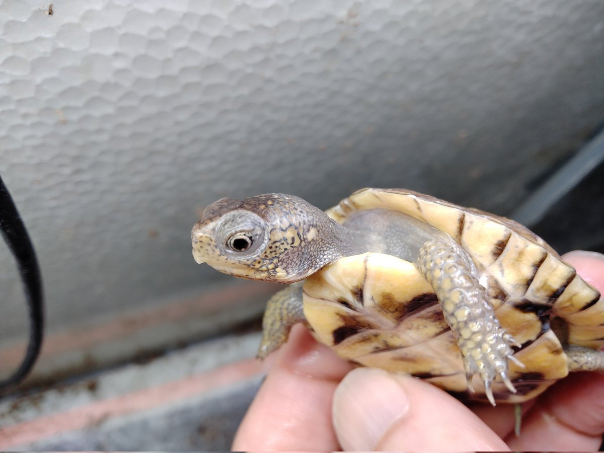 BONZO (@bonzo_n) / Posts / X