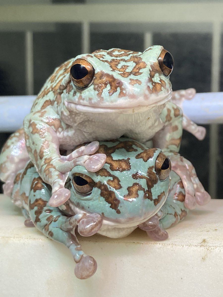 csdkh129's tweet image. 仲良し姉妹🫶
今日もあちこちかわゆいねぇ🥰