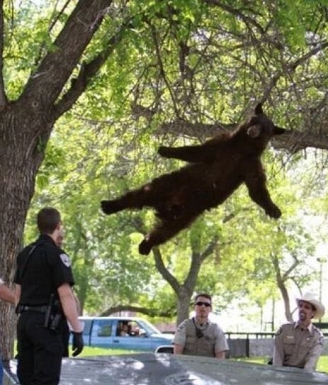 앙나 귀여운데 완전 이거