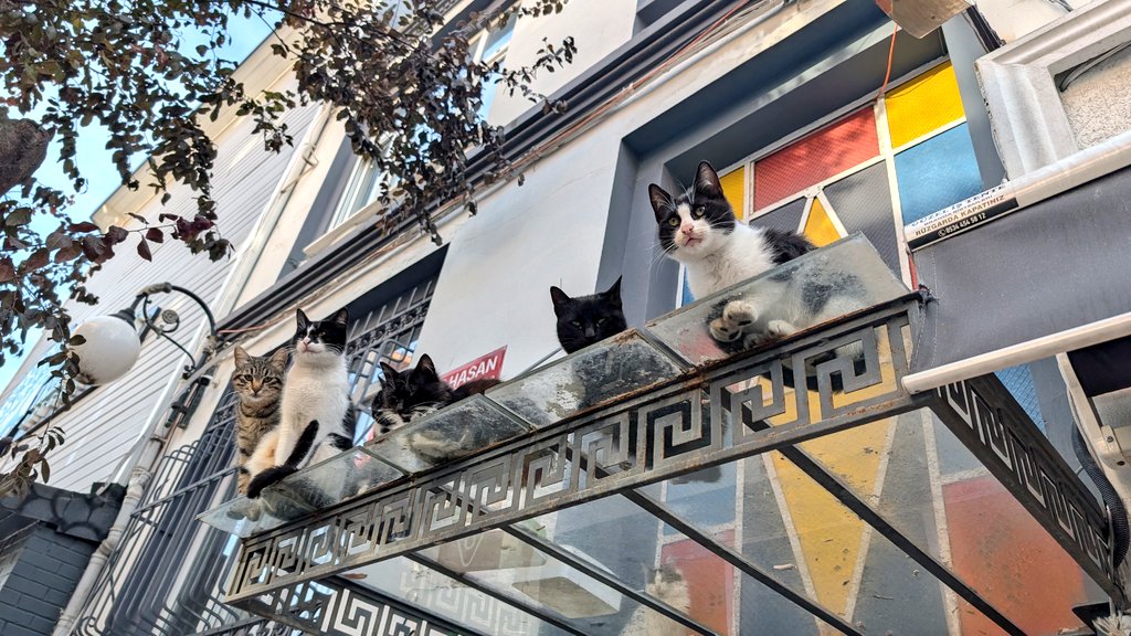 ときたま (@Mana9625) / Posts / X