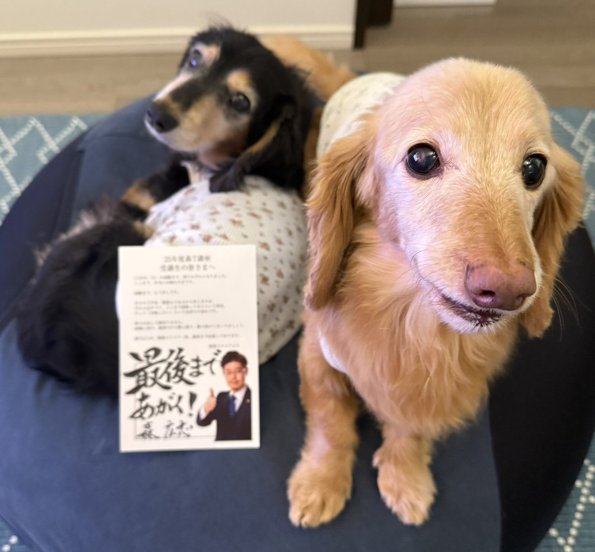 Kaedes1019's tweet photo. 森Ｔからの魂入りハガキ頂戴しました‼️
最後の1秒まであがいて��ります。
うちの娘たちにもハガキ見てもらいました😆
素晴らしいお手紙本当にありがとうございます✨
#森Ｔ
#行政書士試験 https://t.co/f36B1wW207